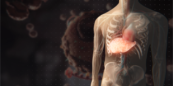 Rechts im Bild die Animation eines männlichen nackten  Oberkörpers mit Darsteltung der Rippen, Wirbelsäule und Becken sowie einzelner Organe wie Lunge, Herz und wichtige Blutgefäße. Im Hintergrund unscharf die Animation eines Lp(a)-Moleküls